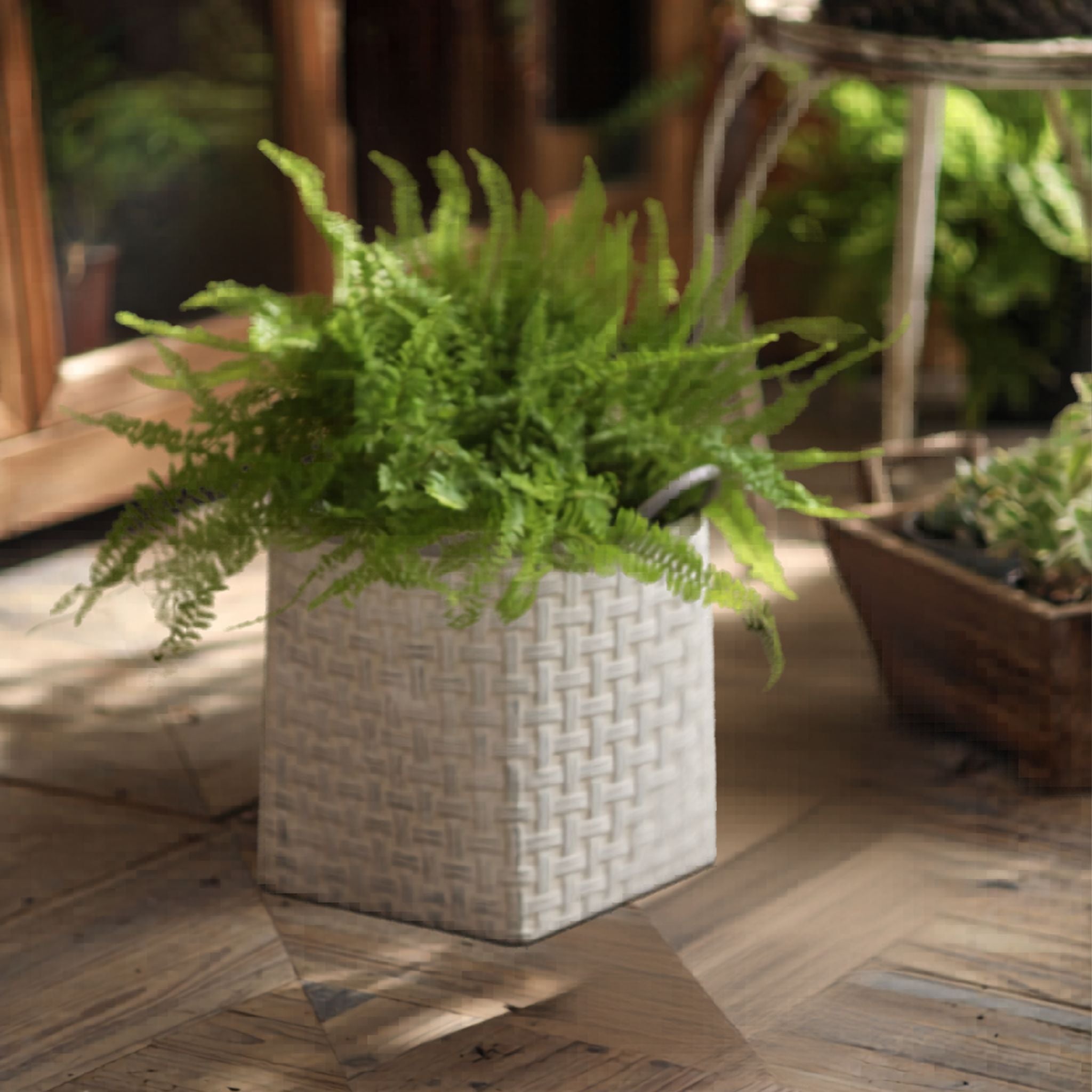 The larger Daphne basketweave planter planted with a fern on a timber floor