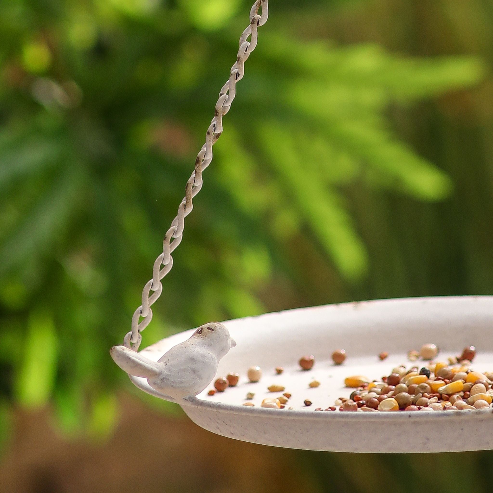 A little bird perched on the rim of the Fleur feeder tray scattered with seed.