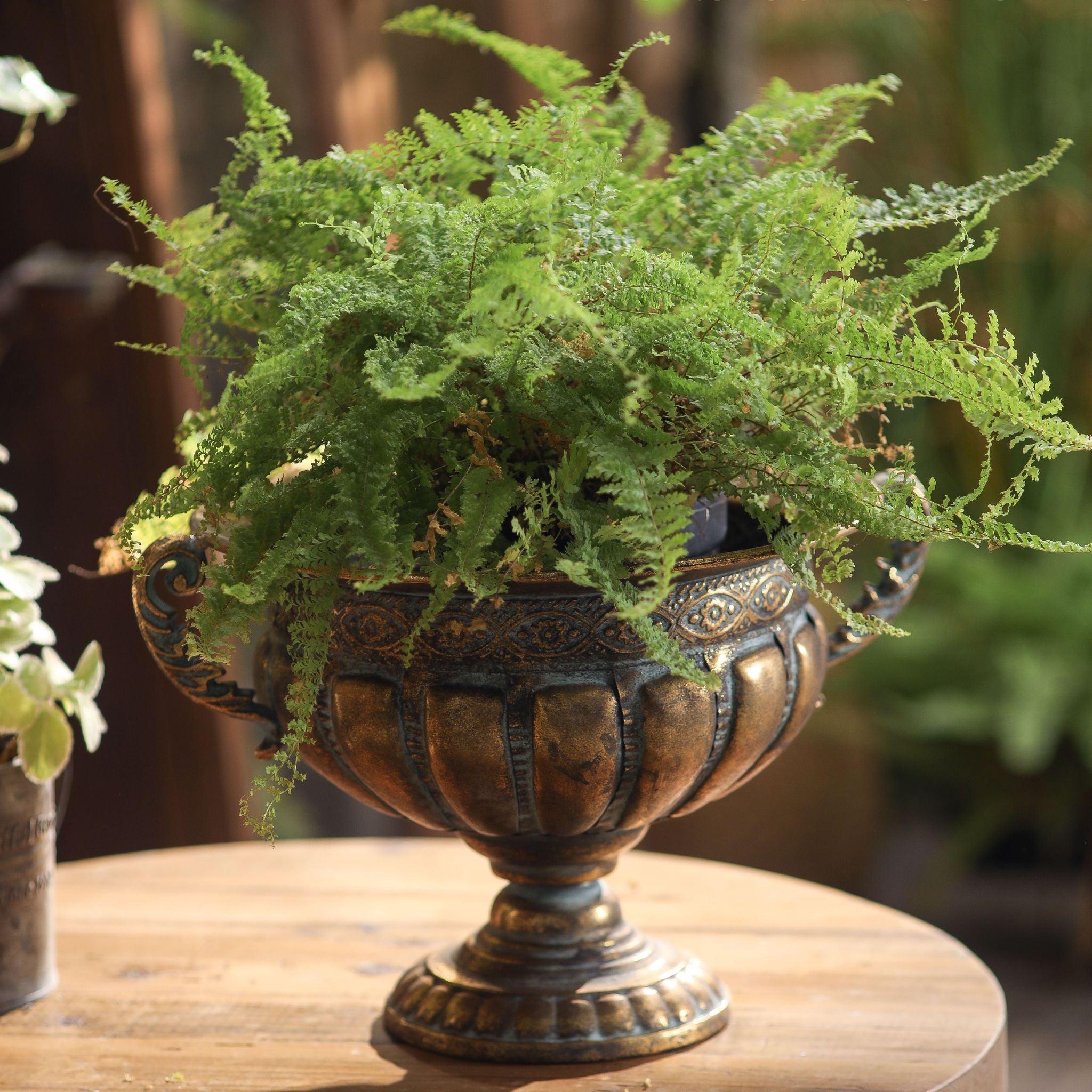 Dominique footed urn planter holding a lush fern on a round timber table