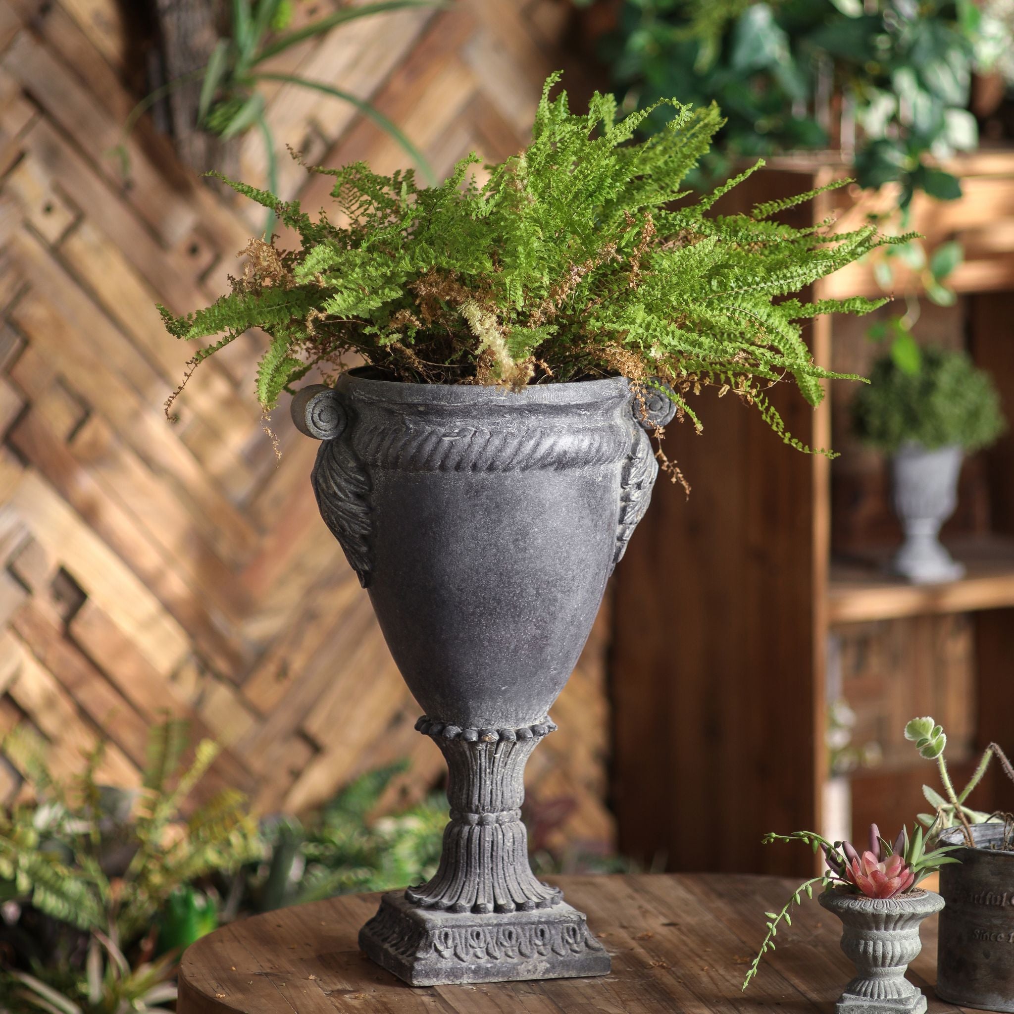 Patrick French Provincial goblet urn planter in dark lead-grey, planted with a fern on a timber table. Hero.
