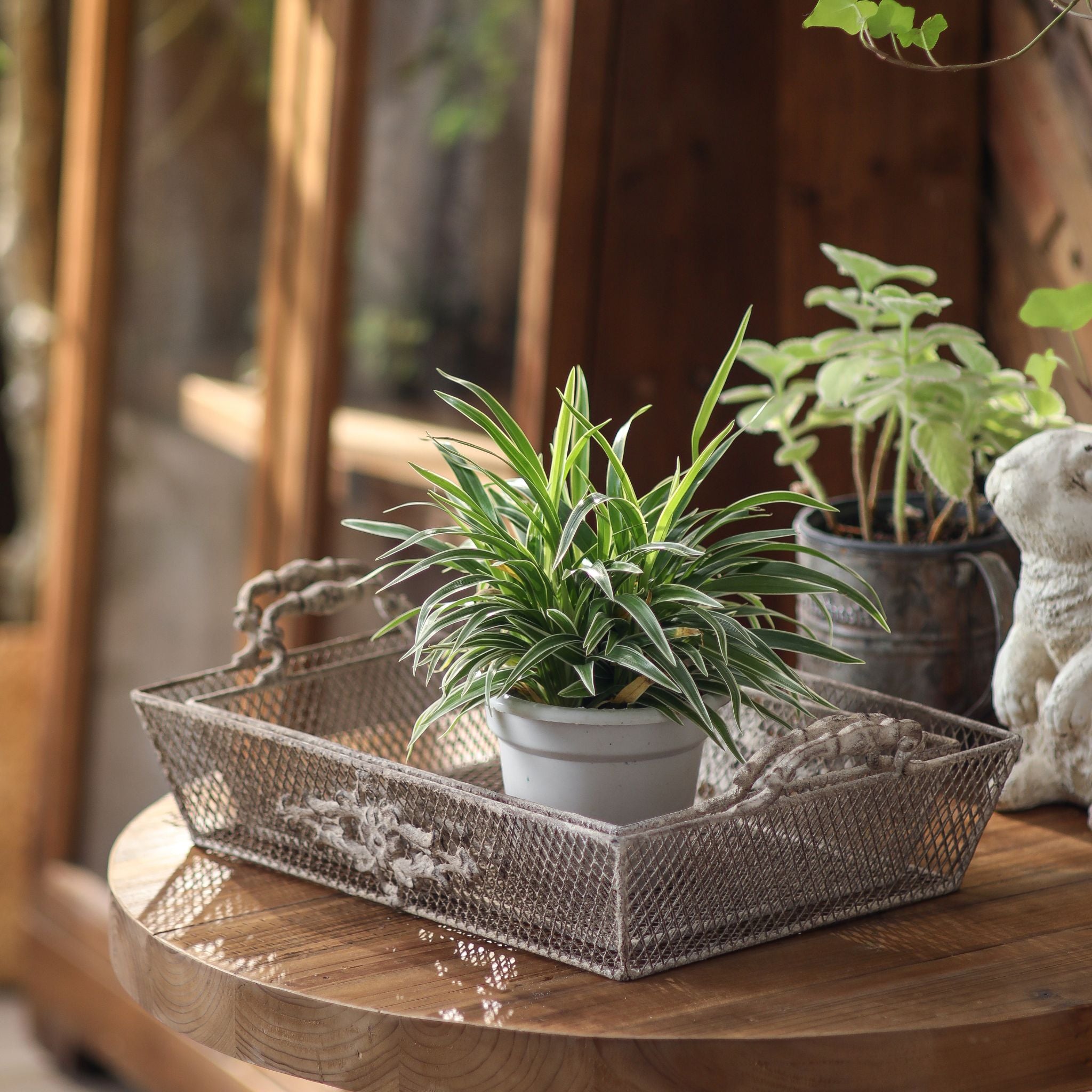 Sylvie wire mesh tray holding a potted plant on a table, plant not included