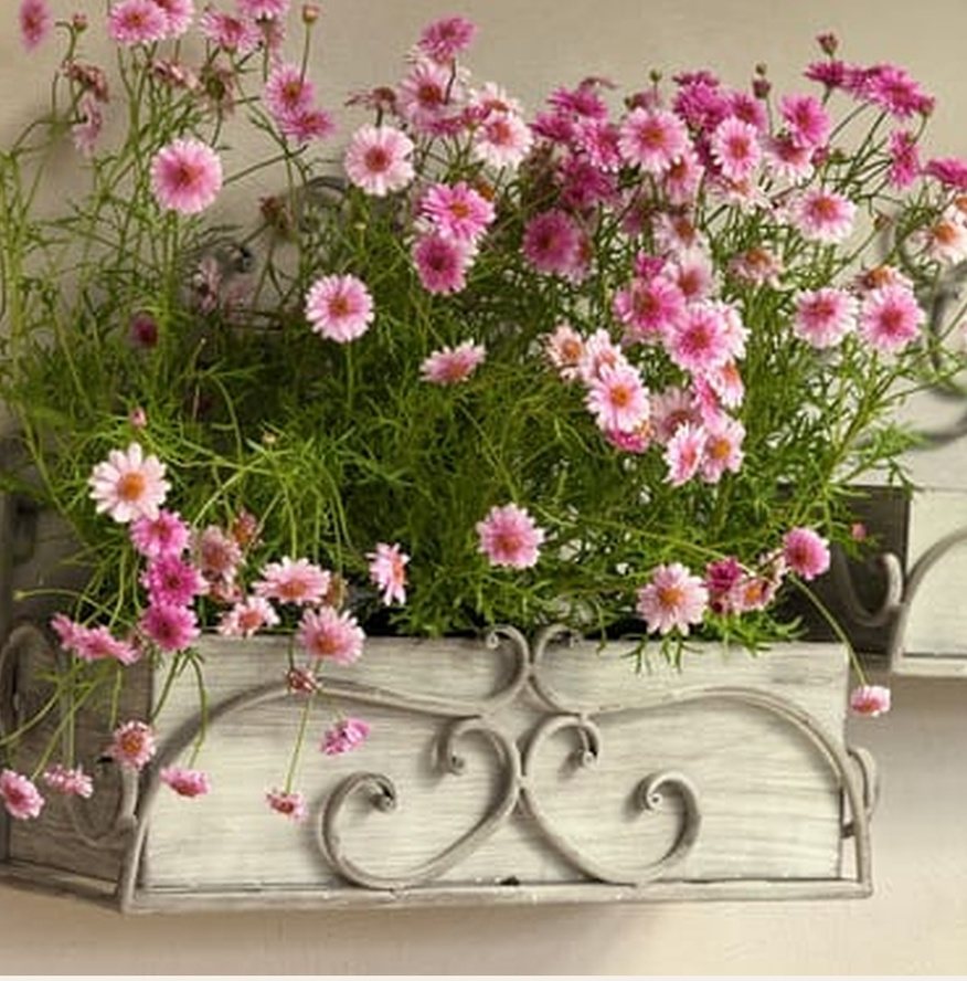 Bianca French Provincial Wall Planter Set of 2 in a customer's home